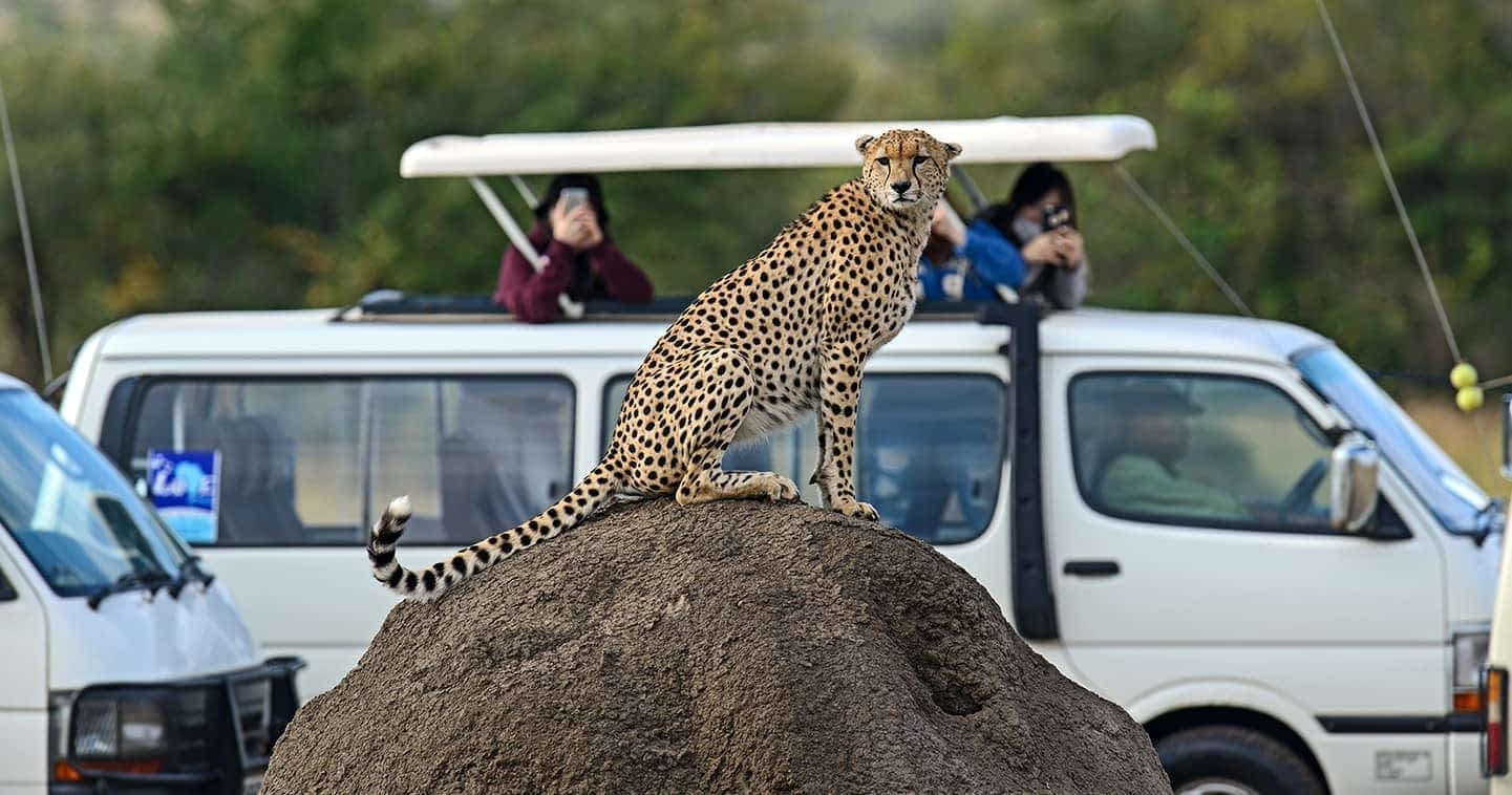 Maasai Mara wildlife