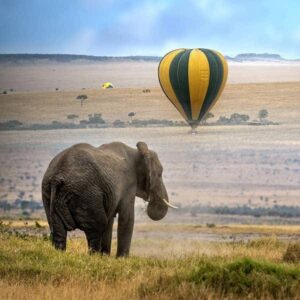 Maasai Mara wildlife