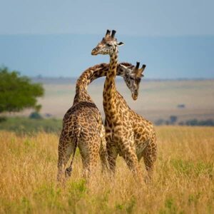 "affordable Kenya travel,"