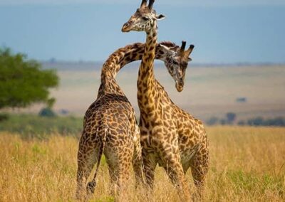 "affordable Kenya travel,"