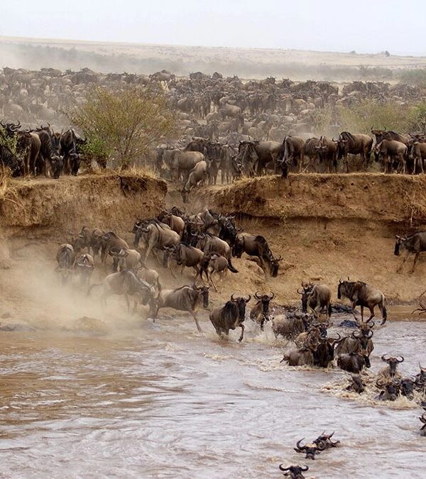 Affordable yet luxurious—highly recommend the Maasai Mara tour!