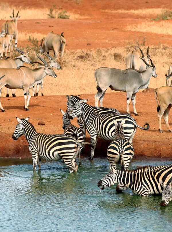 Tsavo National Parks (East & West) rossyland